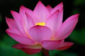 Pink flower